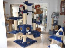 blaue Katzenmöbel
