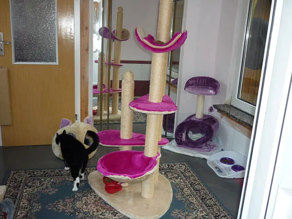 Pinkes Katzenmöbel vor einem Spiegel