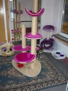 Pinkes und lilafarbenes Katzenmöbel und eine Katze